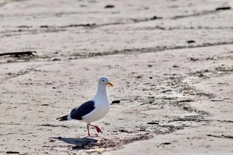 Seagull On Sand Lifts Leg Stock Photos