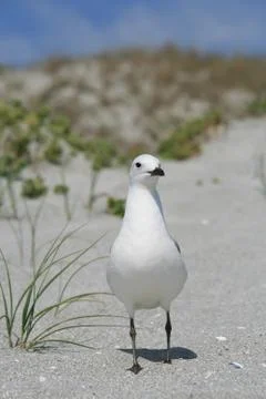 Seagull on the sand Stock Photos