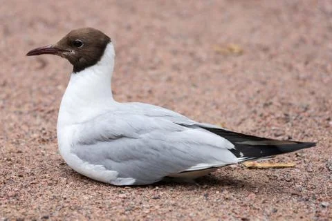 Seagull on the sand. Stock Photos