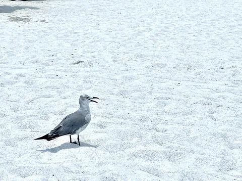 Seagull on the Sand Stock-Fotos
