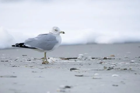 Seagull on the sand. Stock Photos