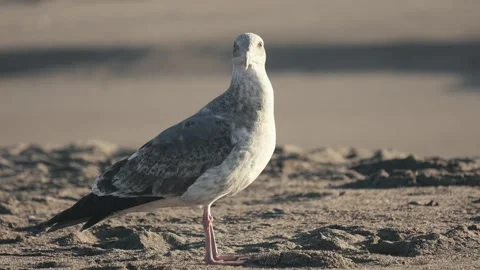 Seagull on sand side profile in later afternoon light Stock Footage 259903226