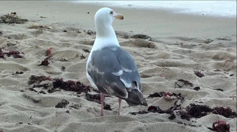 Seagull On Sandy Beach Vídeo Stock 25270820