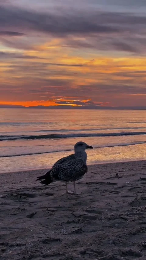 Seagull on Sandy Beach at Ocean Sunset – Peaceful Coastal Nature Scene Video stock 330358668