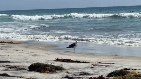 Seagull on Sandy Beach as Ocean Waves Break Behind It Stock Footage 343009410