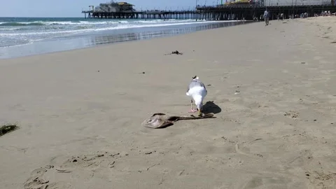 Seagull on sandy beach shore pecking at washed up manta ray Stock Footage 166716620