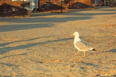 Seagull on a sandy beach at sunset Stock Photos