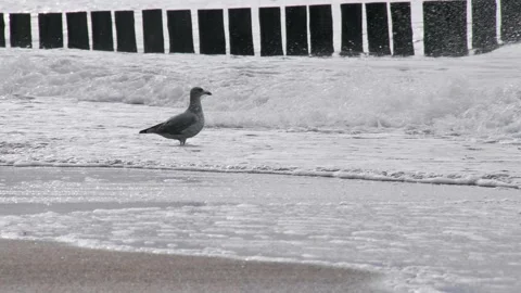 Seagull on a sandy beach surrounded by waves, wooden breakwaters in the Stock Footage 253815907