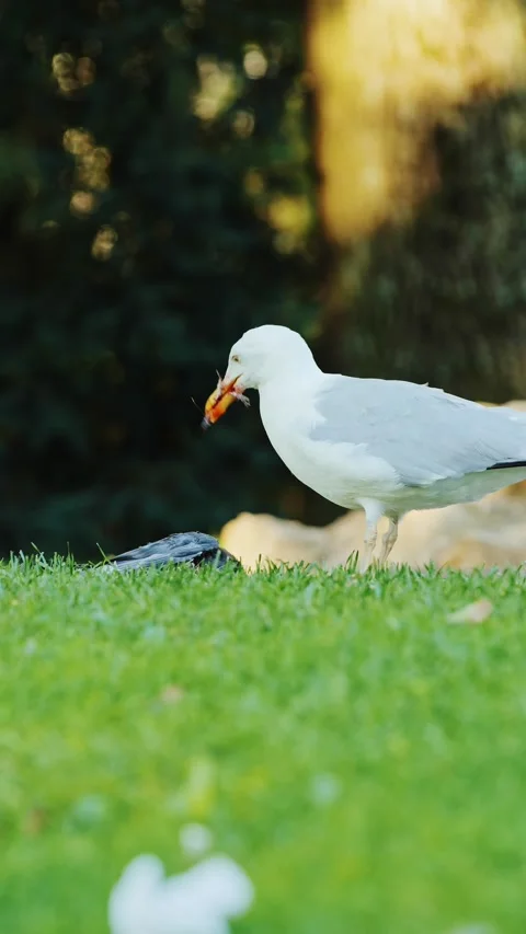 Seagull Savagely Devours Pigeon Carcass on Morning Grass, Brutal Wildlife Scene Stock Footage 309604122