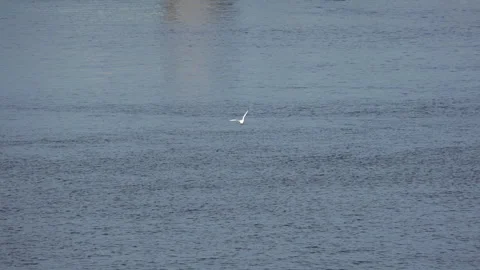Seagull Savonlinna 스톡 동영상 133411235