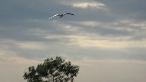 Seagull Savonlinna 스톡 동영상 133411243