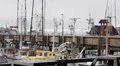 Seagull Scared Flying, Fishing Boats Fisherman's Wharf, San Francisco, Pier 39 HD Footage