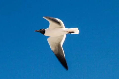 Seagull Scouting 库存照片