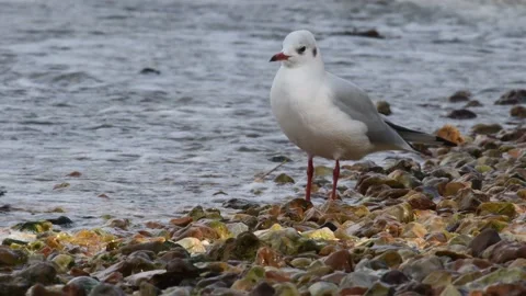 Seagull scratching on beach, UK 動画素材 228706034
