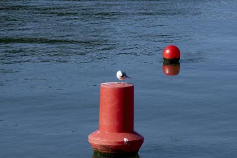 Seagull scratching with its beak on a red buoy in a river Stock Photos