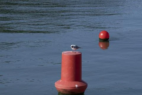 Seagull scratching with its beak on a red buoy in a river Stock Photos
