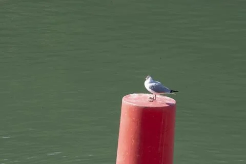 Seagull scratching with its beak on a red buoy in a river Stock Photos