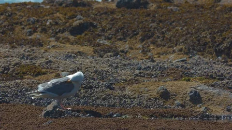 Seagull Scratching Itself Stock Footage 91191710
