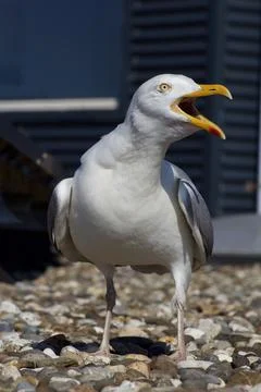 Seagull screaming Stock Photos