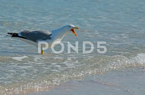 Seagull screaming in the water Stock Photos