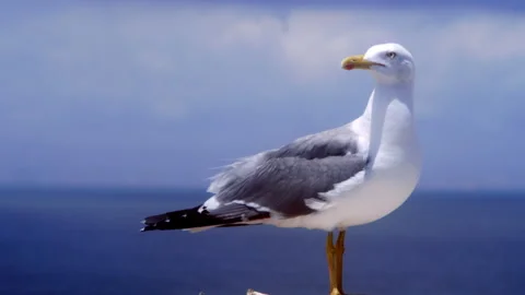 Seagull with sea background Stockbeeldmateriaal 302874295