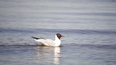 Seagull on the sea. Close up view of white birds seagull 스톡 동영상 220116603