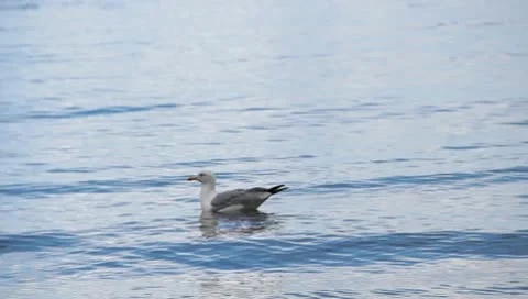 Seagull in the Sea Stock Footage 10587957