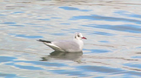 Seagull in the sea. Stock Footage 27157429