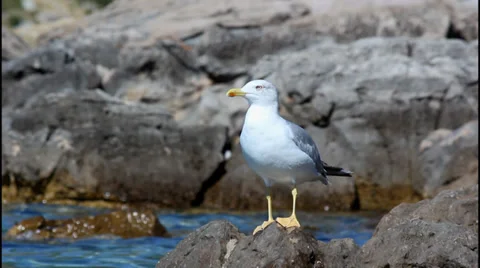 Seagull, sea Stock Footage 32935901