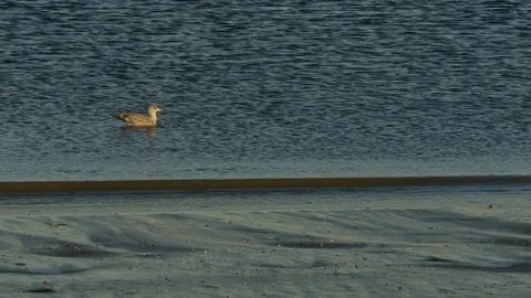 Seagull on the sea Stock Footage 73889645