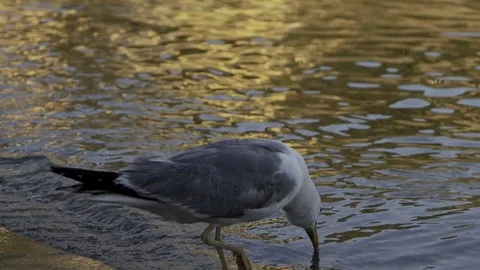 Seagull by the Sea Video stock 82843582
