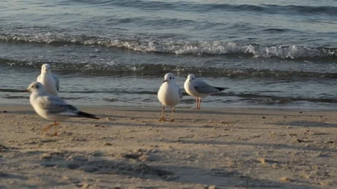 Seagull by the sea 库存影片 84771604