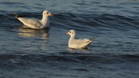 Seagull on the sea Video stock 84771682