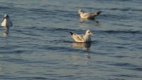 Seagull on the sea 库存影片 84797988