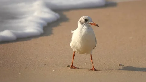 Seagull by the sea Stock Footage 97162316