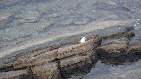 Seagull by the sea Stock Footage 97333726