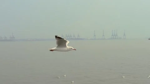 Seagull in the sea Stock Footage 133418975
