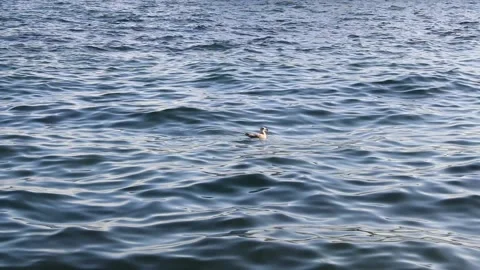 Seagull in the sea Stock-Footage 141184559