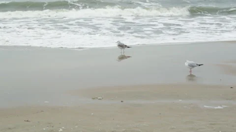 Seagull at sea Vidéo 149599342