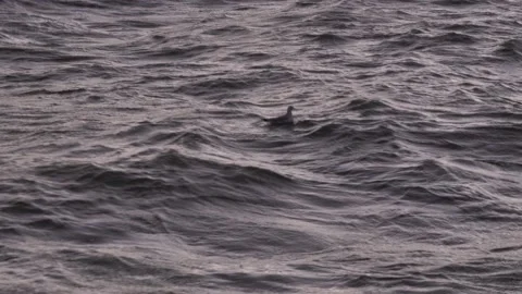 Seagull on the sea Stock Footage 166306272