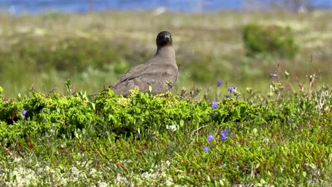 Seagull, Sea. Stock Footage 194033452