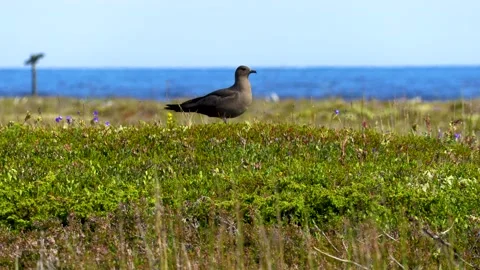 Seagull, Sea. Stock Footage 194033465