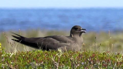 Seagull, Sea. Stock Footage 194033487