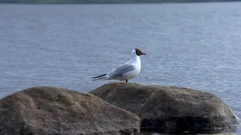 Seagull, Sea. Stock Footage 197048085