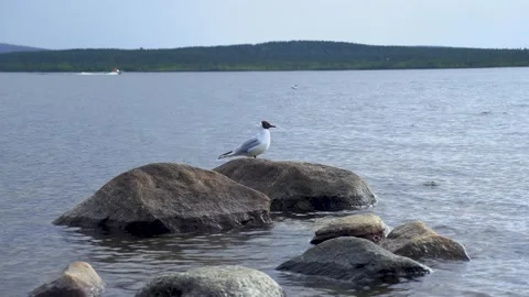 Seagull, Sea. Stock Footage 197048118