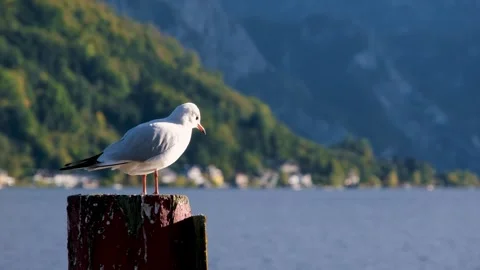 Seagull on the sea Stock Footage 290208005