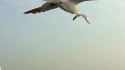 Seagull- sea landscape Stock Footage 133411321