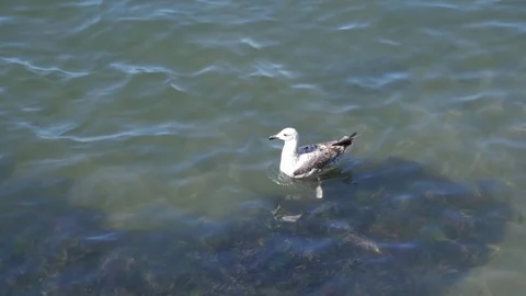 Seagull in sea looking for food fish slow motion Stock Footage 80662995