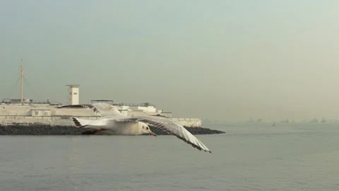 Seagull- sea nature Stock Footage 133408467
