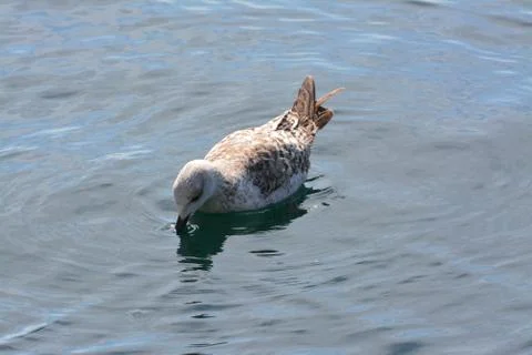 Seagull on the sea Stock Photos